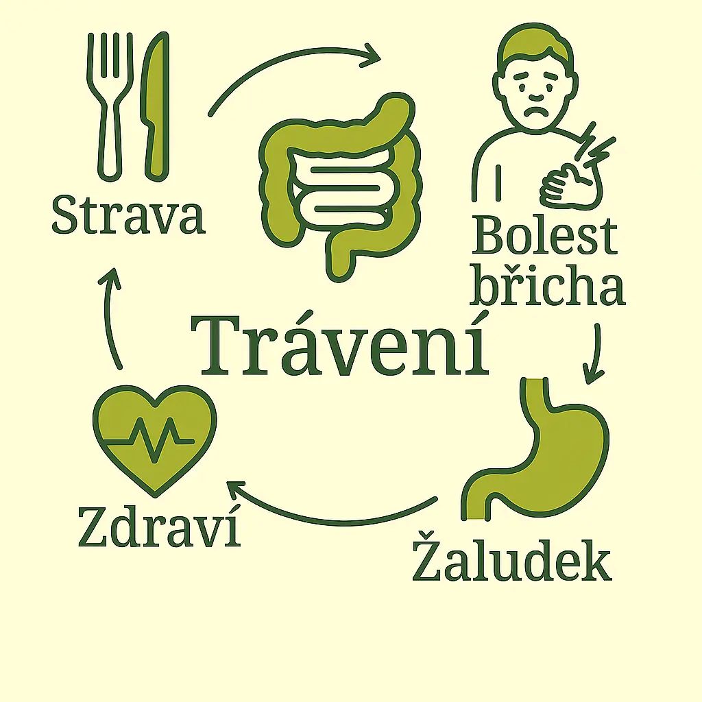 2,Trávení